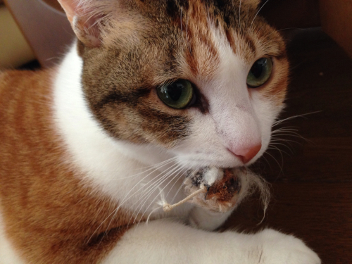 毛虫ネズミ2号 てんで猫 まるで猫