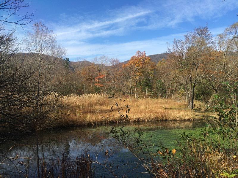 晩秋の装いの箱根湿生花園ー№１_b0031558_14333801.jpg