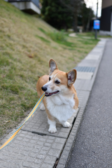 いつもの夕方コース_b0319658_2332146.jpg