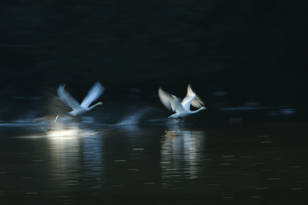 白鳥来たる！！　那珂市「古徳沼」２０１５・１１・２１_e0143883_1171598.jpg