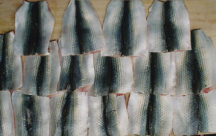 コハダ 木の葉造り 保坂の部活