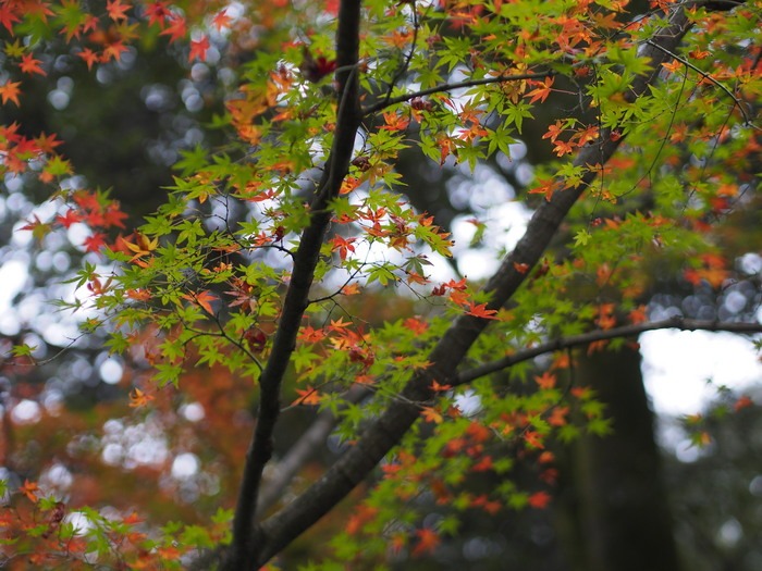 大興善寺の紅葉_a0149488_21325756.jpg