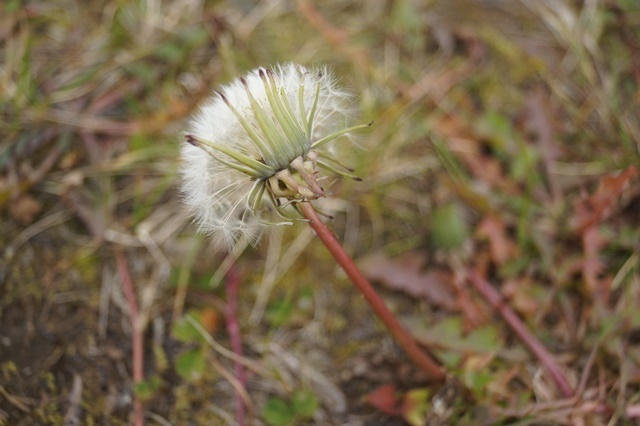 d0181492_23563988.jpg