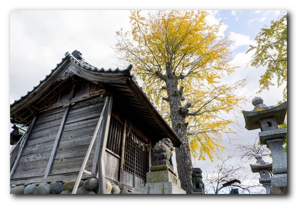 神明社の黄葉。_f0222919_2064280.jpg