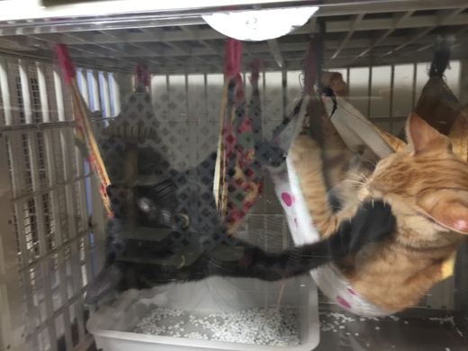 東京キャットガーディアン西国分寺シェルター みどりの小びん