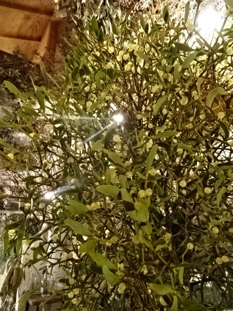 宿り木降臨と29日について_c0102228_2193874.jpg