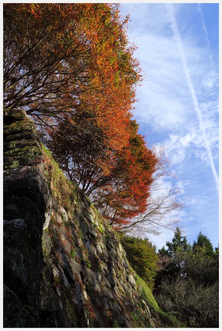 小原の四季桜　その3_d0339929_1961813.jpg