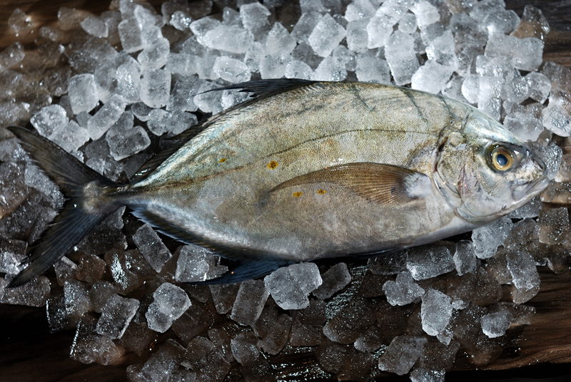ナンヨウカイワリ 海山人さん ありがとうございます 魚屋三代目日記