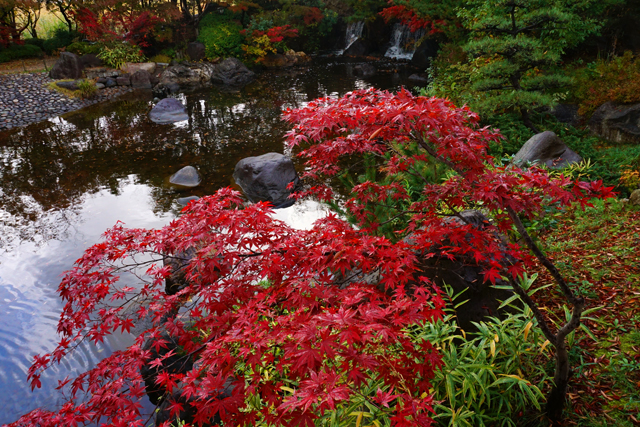 紅葉～鳥屋野潟公園鐘木地区_a0330642_2274597.jpg