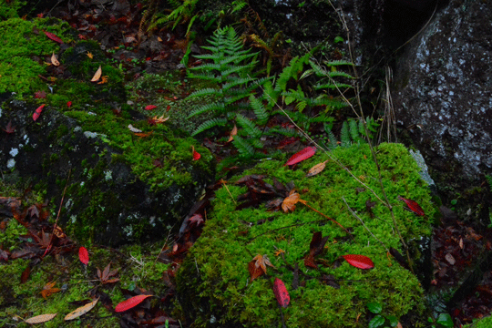 c0093046_882187.gif