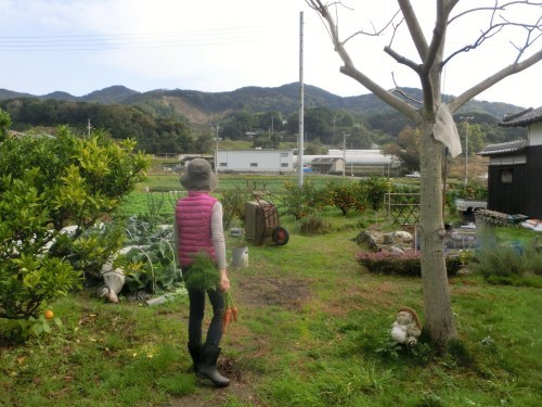 雨が止み夫は庭師　私は虫探し～_e0291149_14194239.jpg