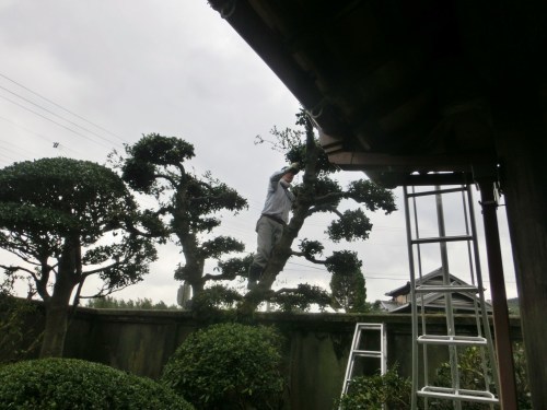 雨が止み夫は庭師　私は虫探し～_e0291149_14201954.jpg