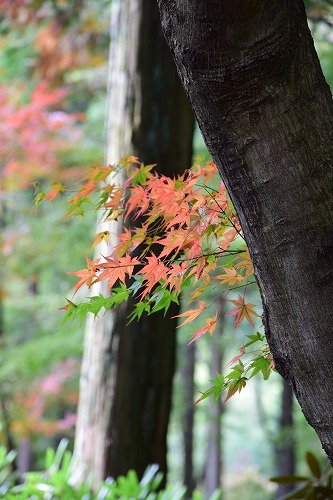f0343750_12342447.jpg