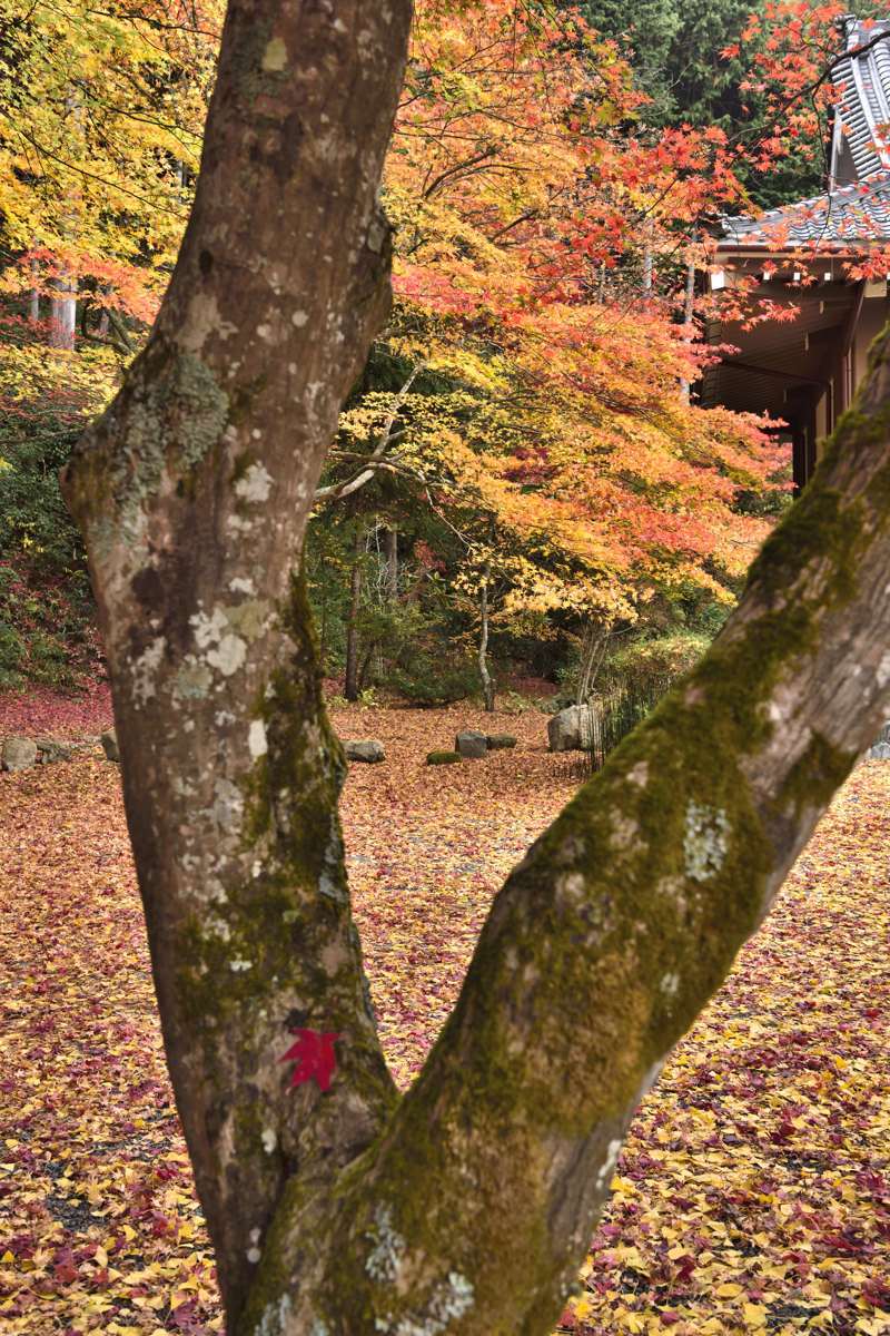 紅葉 Ⅷ　　　　　　　　兵庫県_d0286954_06492032.jpg