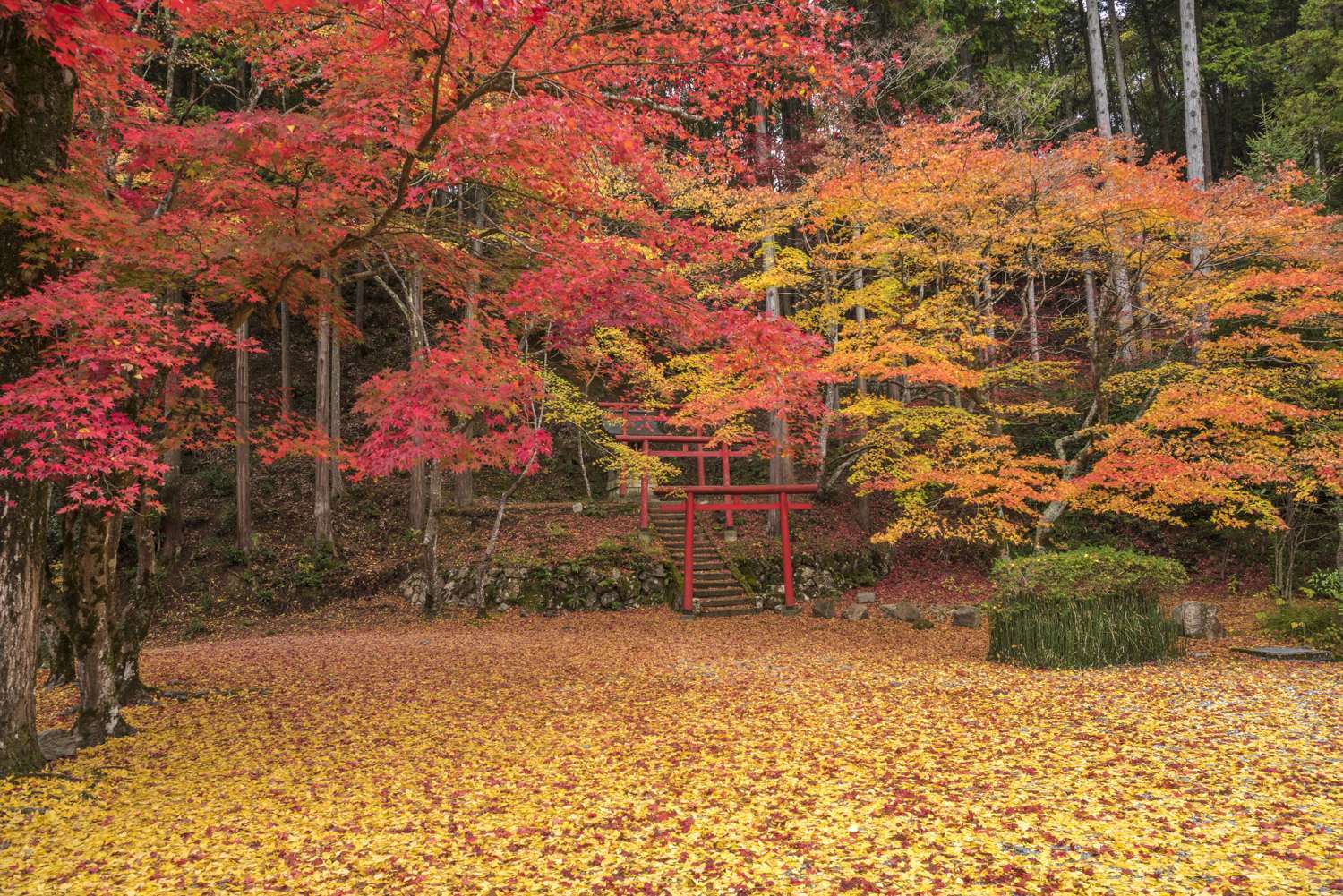 紅葉 Ⅷ　　　　　　　　兵庫県_d0286954_06493284.jpg