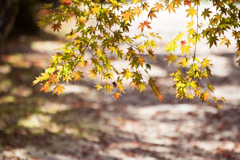 紅葉で色ずく様に　心まで紅くなりそうだ_e0305156_1853492.jpg