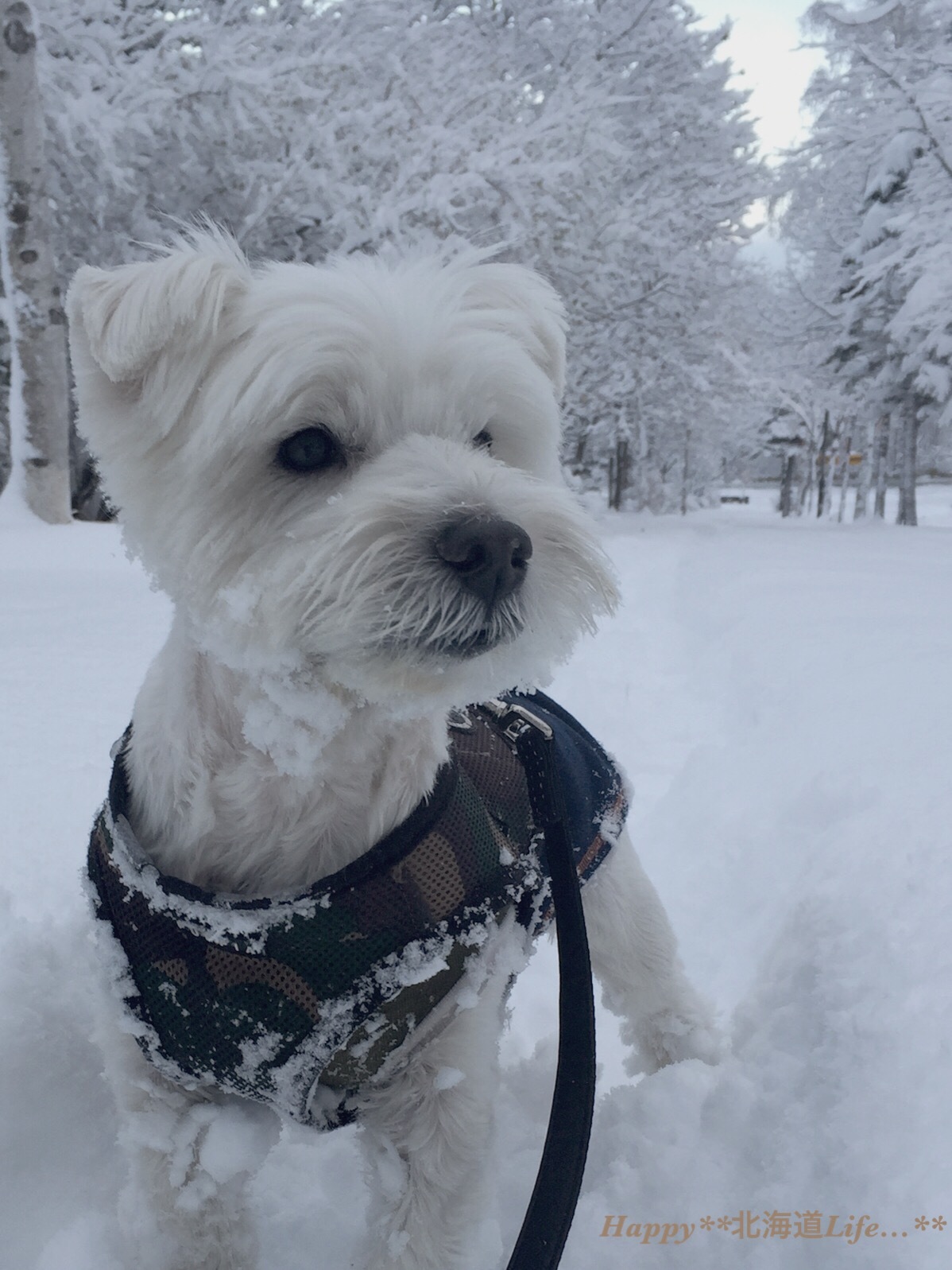 ＊＊ snow white  北海道 ＊＊_a0337860_17281979.jpeg