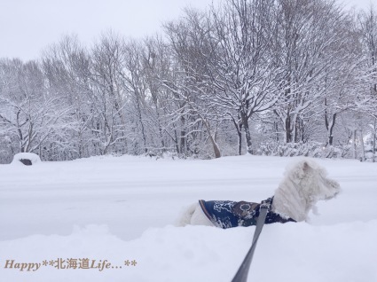 ＊＊ snow white  北海道 ＊＊_a0337860_17310436.jpeg