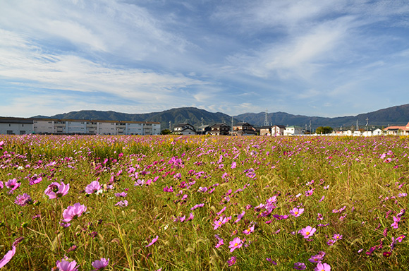 北国海道 安曇川から近江中庄を行く_e0164563_994491.jpg