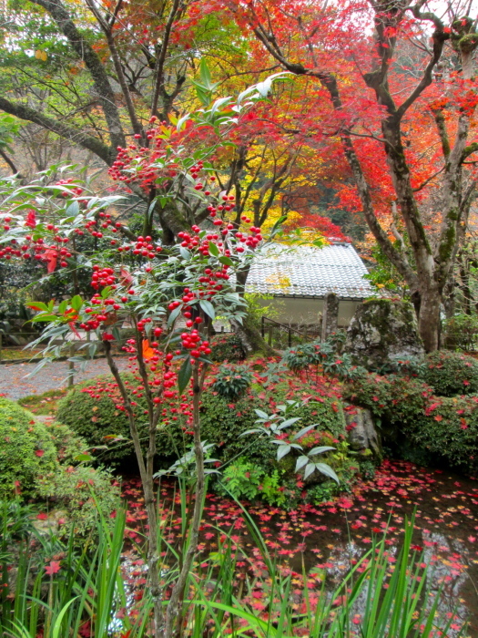 秋の京都、阿弥陀寺、寂光院、常照皇寺、妙光寺_c0100195_11101459.jpg