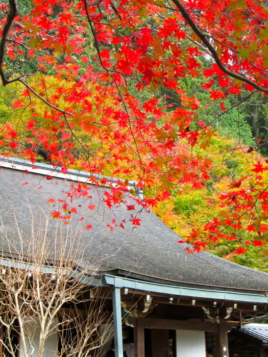 秋の京都、阿弥陀寺、寂光院、常照皇寺、妙光寺_c0100195_11133292.jpg