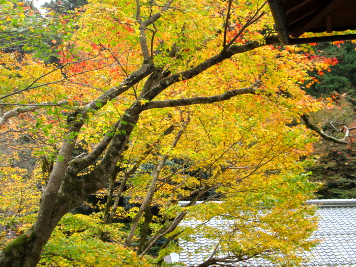 秋の京都、阿弥陀寺、寂光院、常照皇寺、妙光寺_c0100195_11143182.jpg