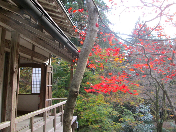 秋の京都、阿弥陀寺、寂光院、常照皇寺、妙光寺_c0100195_11233868.jpg