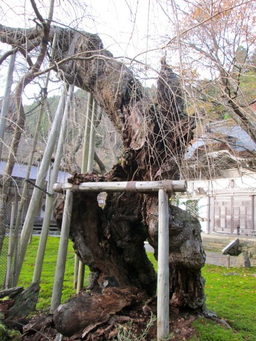 秋の京都、阿弥陀寺、寂光院、常照皇寺、妙光寺_c0100195_11250298.jpg