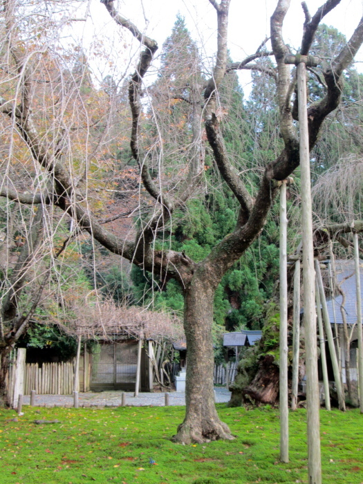 秋の京都、阿弥陀寺、寂光院、常照皇寺、妙光寺_c0100195_11262220.jpg