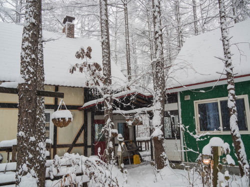 一夜にして、白銀の世界へ・・雪の中のエゾリス君_f0276498_15221088.jpg