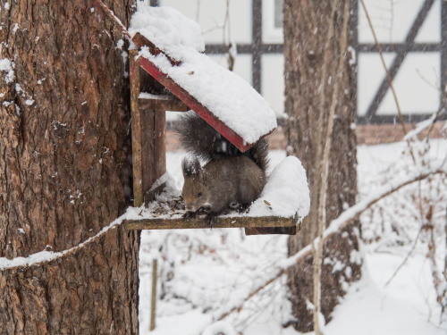 一夜にして、白銀の世界へ・・雪の中のエゾリス君_f0276498_15232845.jpg
