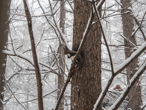 一夜にして、白銀の世界へ・・雪の中のエゾリス君_f0276498_15235097.jpg