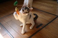 里親さま募集中 ☆ 金太_f0242002_15131069.jpg