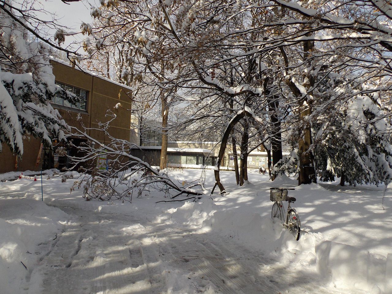 降って降って11月としては62年ぶりの大雪_c0025115_18470127.jpg