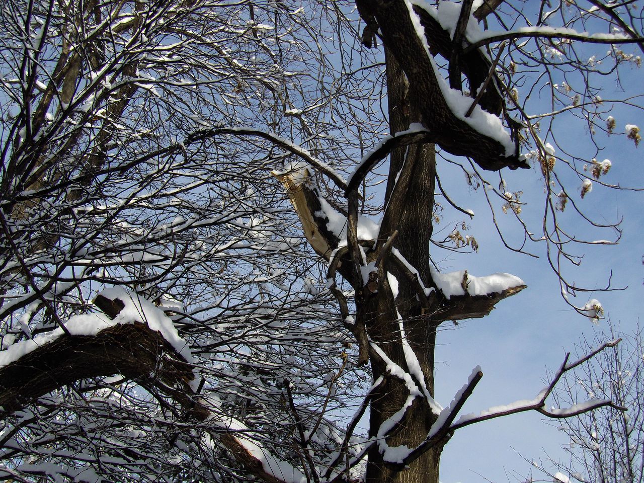 降って降って11月としては62年ぶりの大雪_c0025115_18470664.jpg