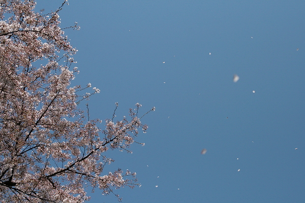 小金井公園　桜まつり_b0183917_12064165.jpg