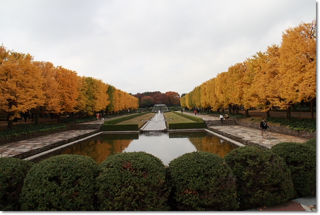 銀杏＆紅葉　昭和記念公園_b0183917_12172709.jpg