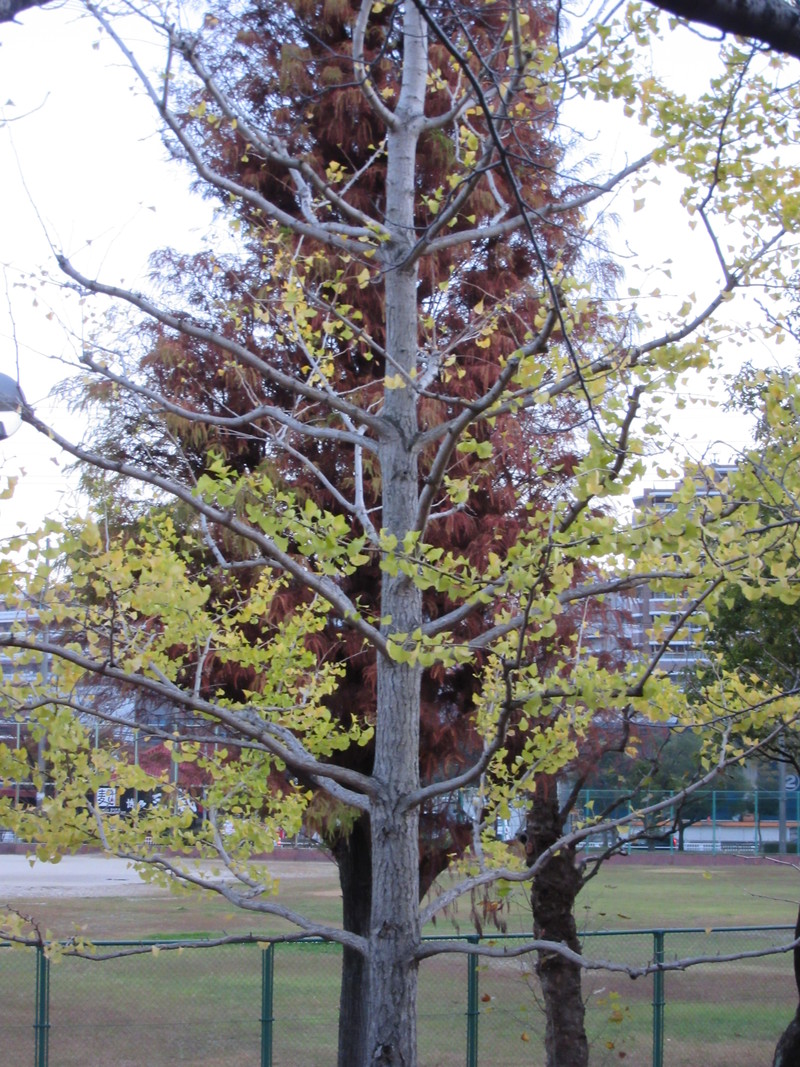 b0014732_7315544.jpg