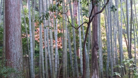 京都へ行きましたよ～天授庵_f0330437_23251600.jpg