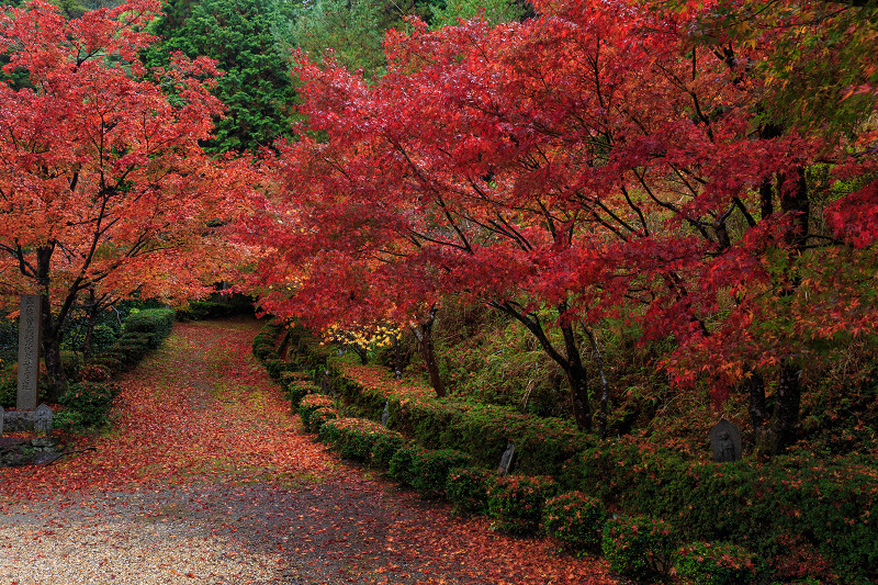 京都の紅葉2015・秋の移ろい（苗秀寺）_f0155048_237308.jpg