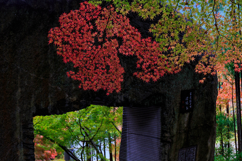 京都の紅葉2015・秋の移ろい（苗秀寺）_f0155048_2391965.jpg