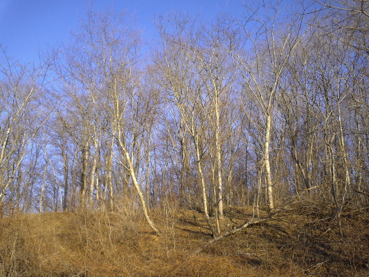 城峯山スキー場 一部滑走可_c0070357_23432861.jpg