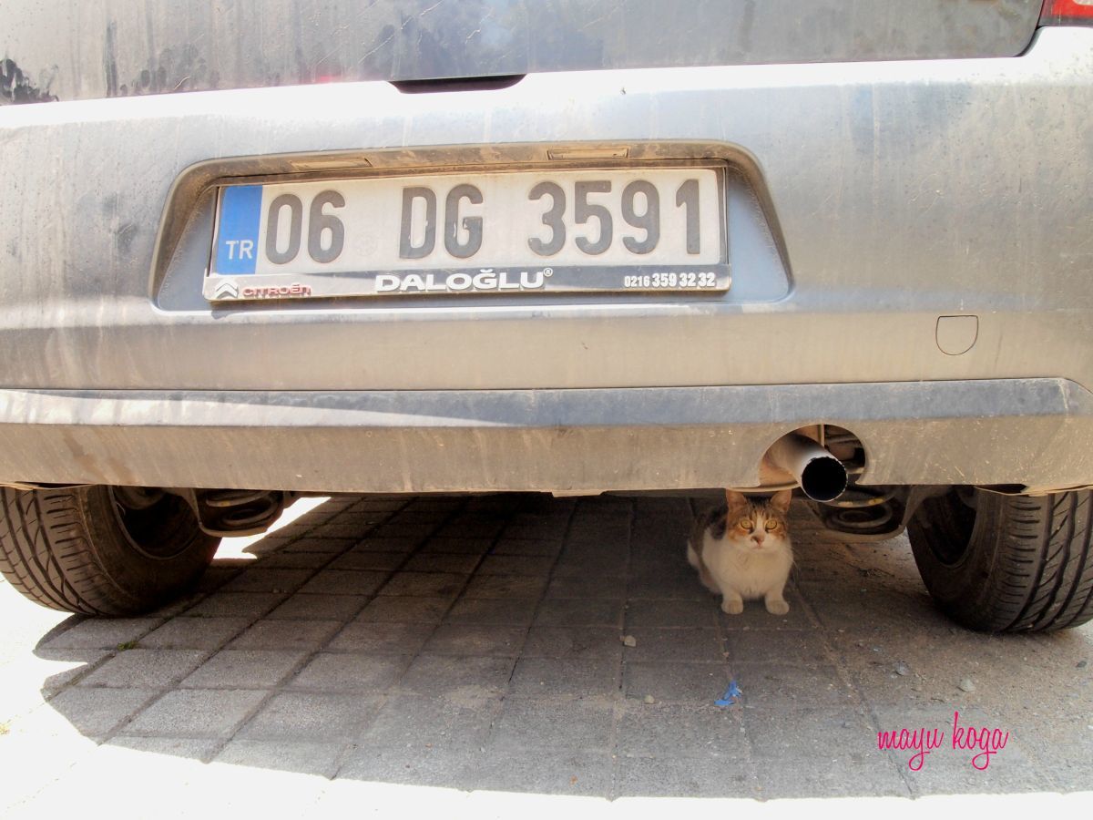 トルコの車は掃除しないの ねこ旅また旅 トルコの車は掃除しないの ねこ旅また旅