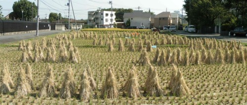 わらぼっち すずめぼっち 多摩の中ほど