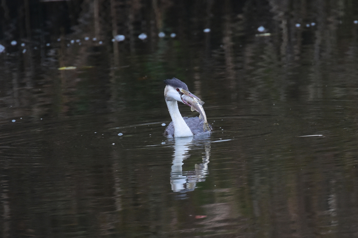 カンムリカイツブリ 小さな魚と大きな魚_f0053272_11511185.jpg