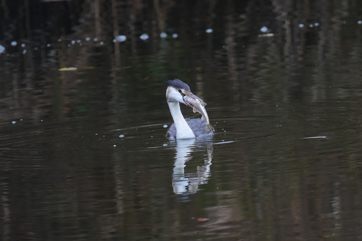 カンムリカイツブリ　小さな魚と大きな魚_f0053272_11511185.jpg