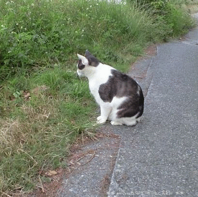 しめじご飯✿野菜そば♪_c0139375_1020503.gif