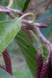 c0229483_983186.jpg