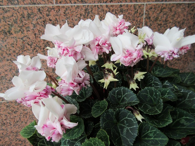 b0182884_051015.jpg