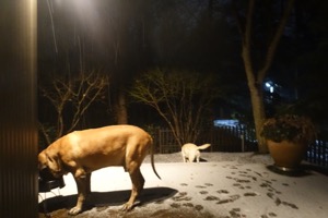 初雪_d0133485_23482872.jpg